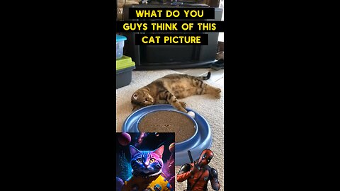 Cute Cat Gif