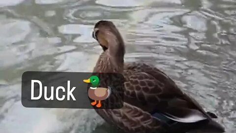 duck today