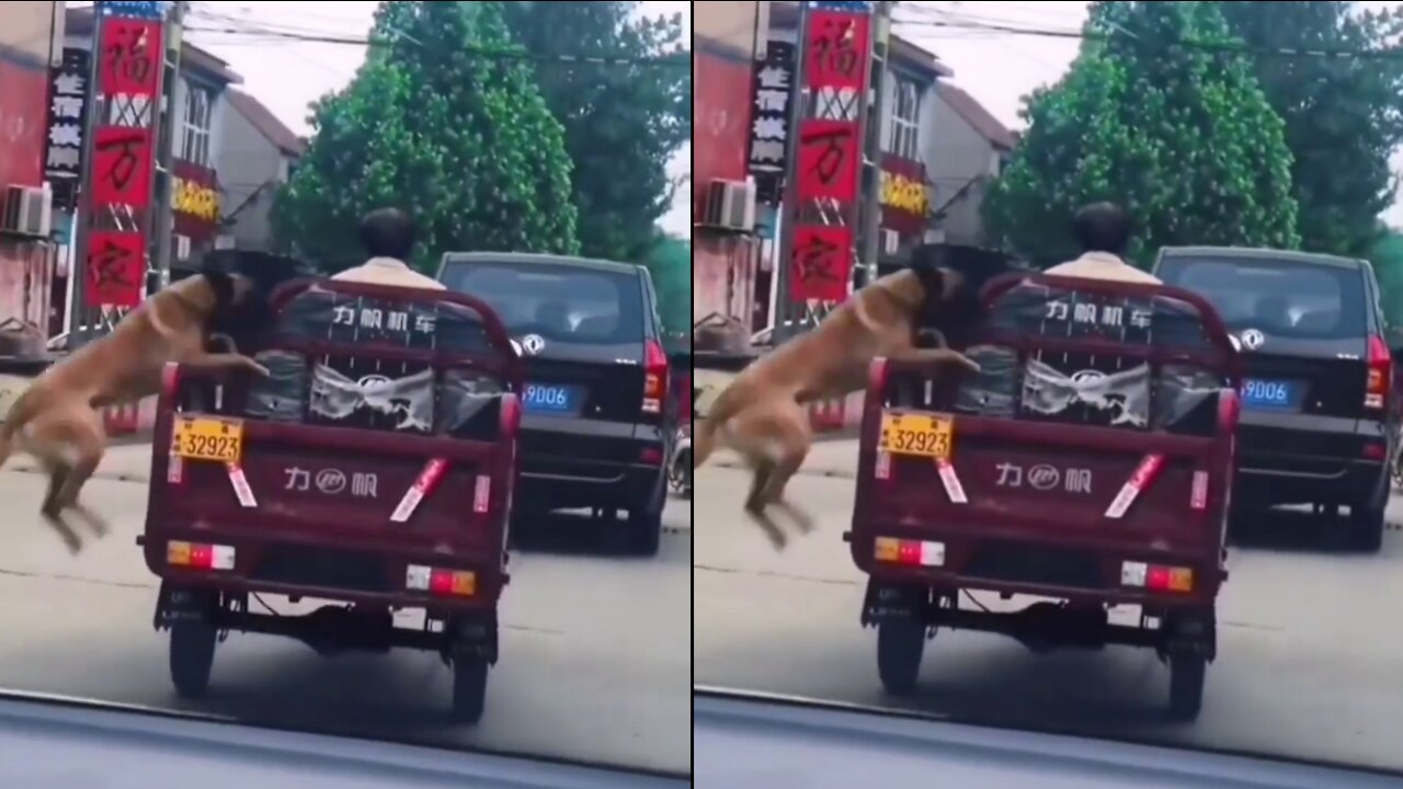 Jump, dog, jump.😍🐶🐕🚗🐕