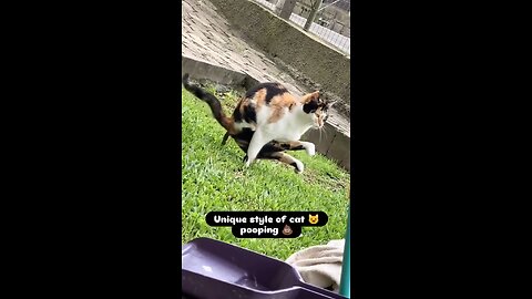 Cat 😺 unique style of pooping 💩