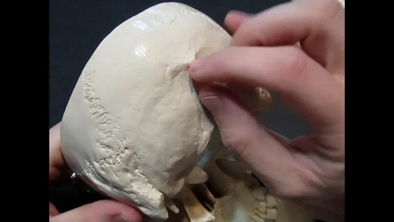 Identification of Bony Landmarks - Occipital Bone (Skull)