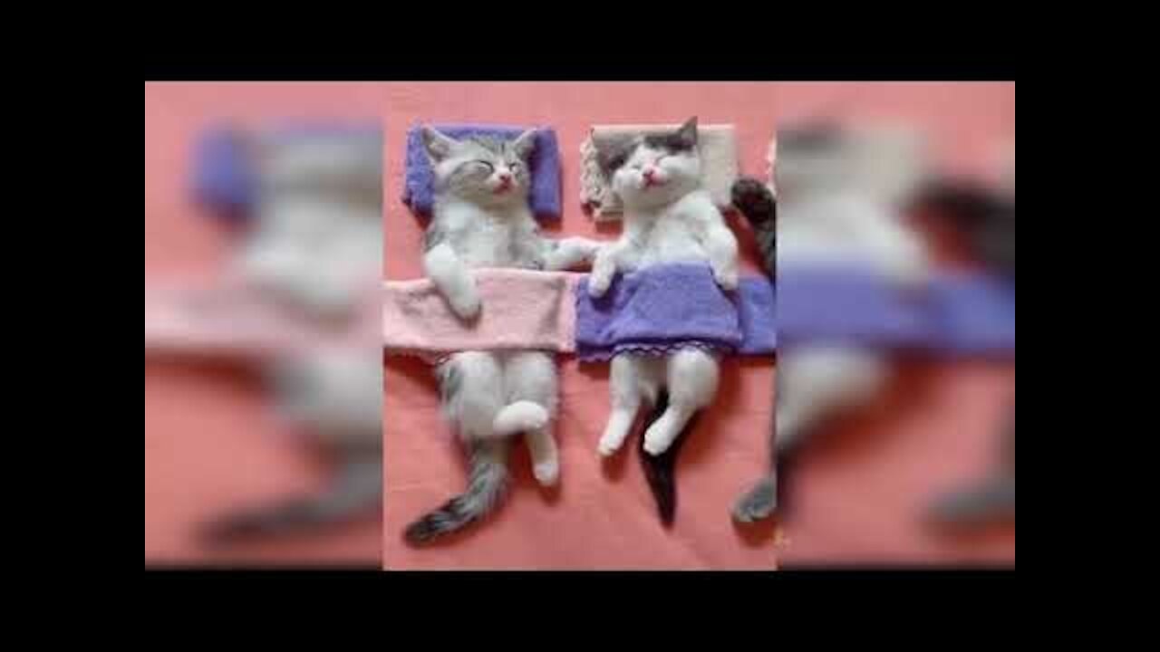 funny cats cimpilation || funny video || Short & Pro23-