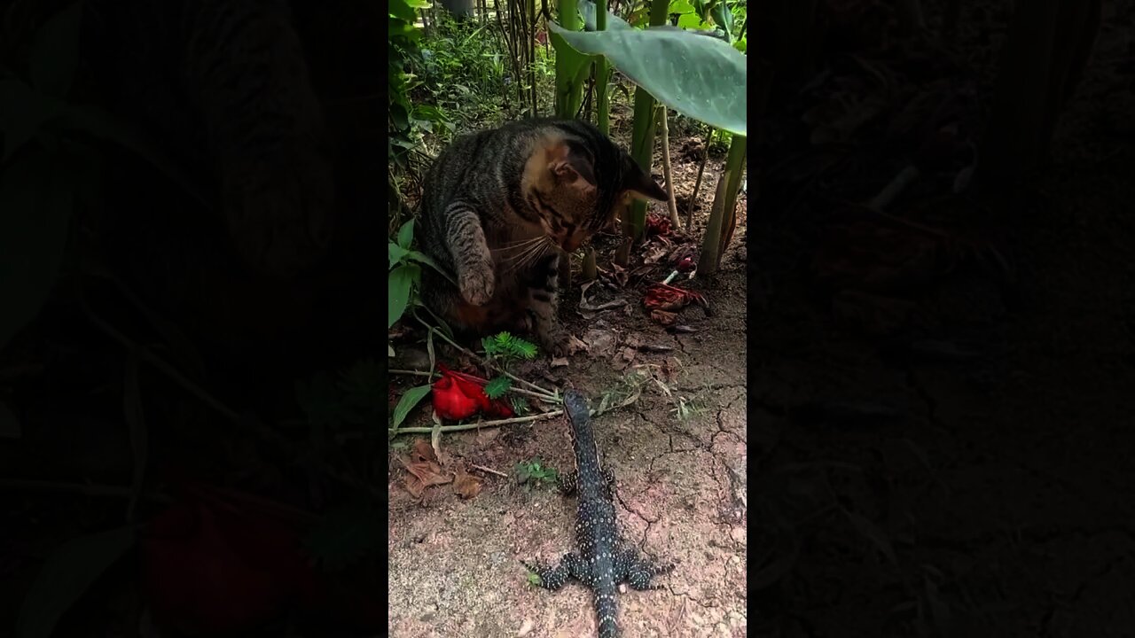 Biawak Pun Tak Tabok Sama Kucing