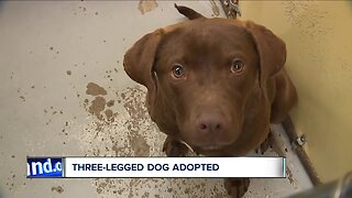 Rusty, the 3-legged puppy brought to Parma shelter from Georgia, finds forever home