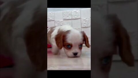 Funniest Cat and Dog Videos Compilation