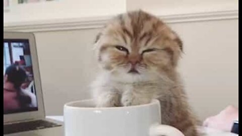 Cutest sleepy kitten holds on to cup of coffee