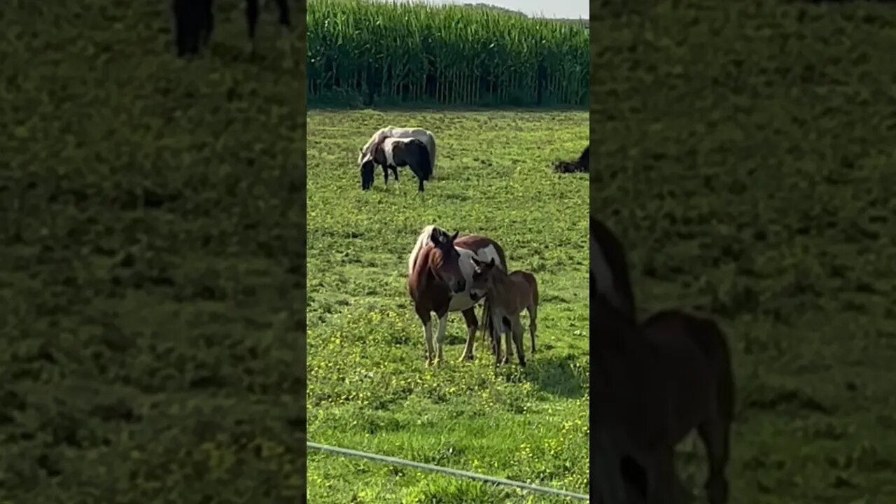 Ponies in Amish country, mother and foal