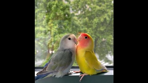 love parrots