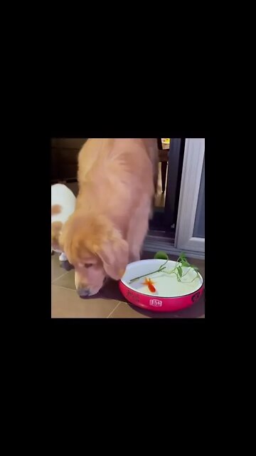 Пёсель Спас Золотую рыбку))) #shorts