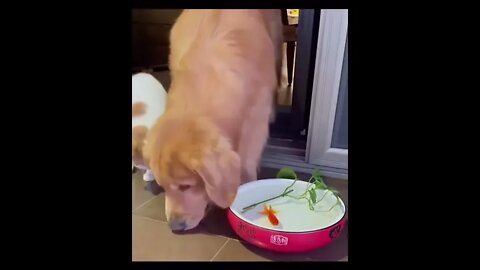 Пёсель Спас Золотую рыбку))) #shorts