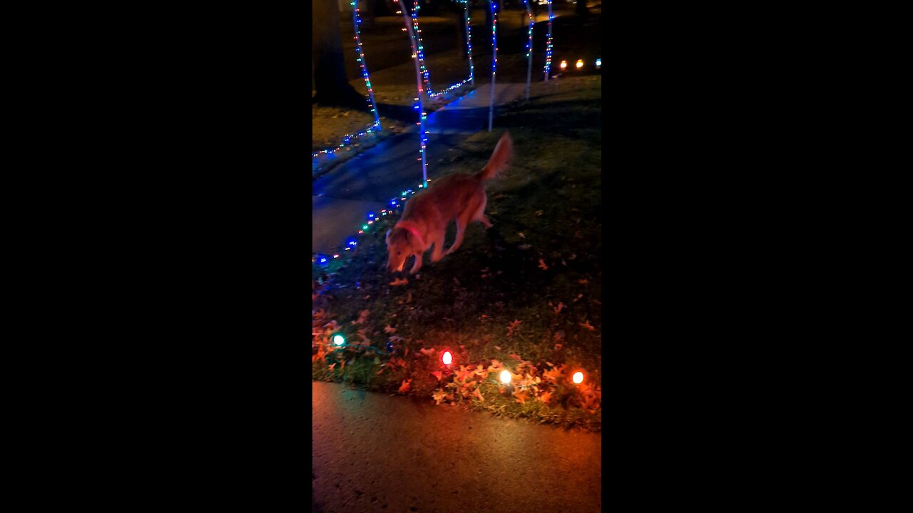 Golden retriever puppy plays night fetch