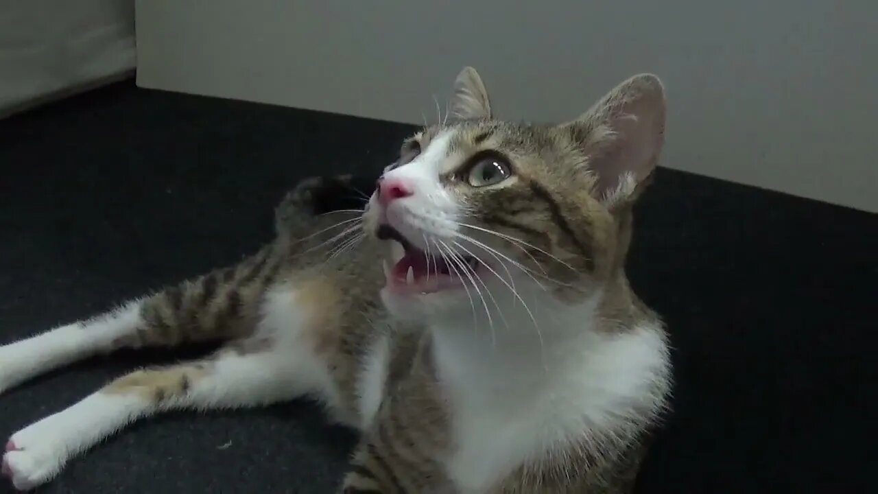 Adorable Little Cat Talks and Hisses at Toy