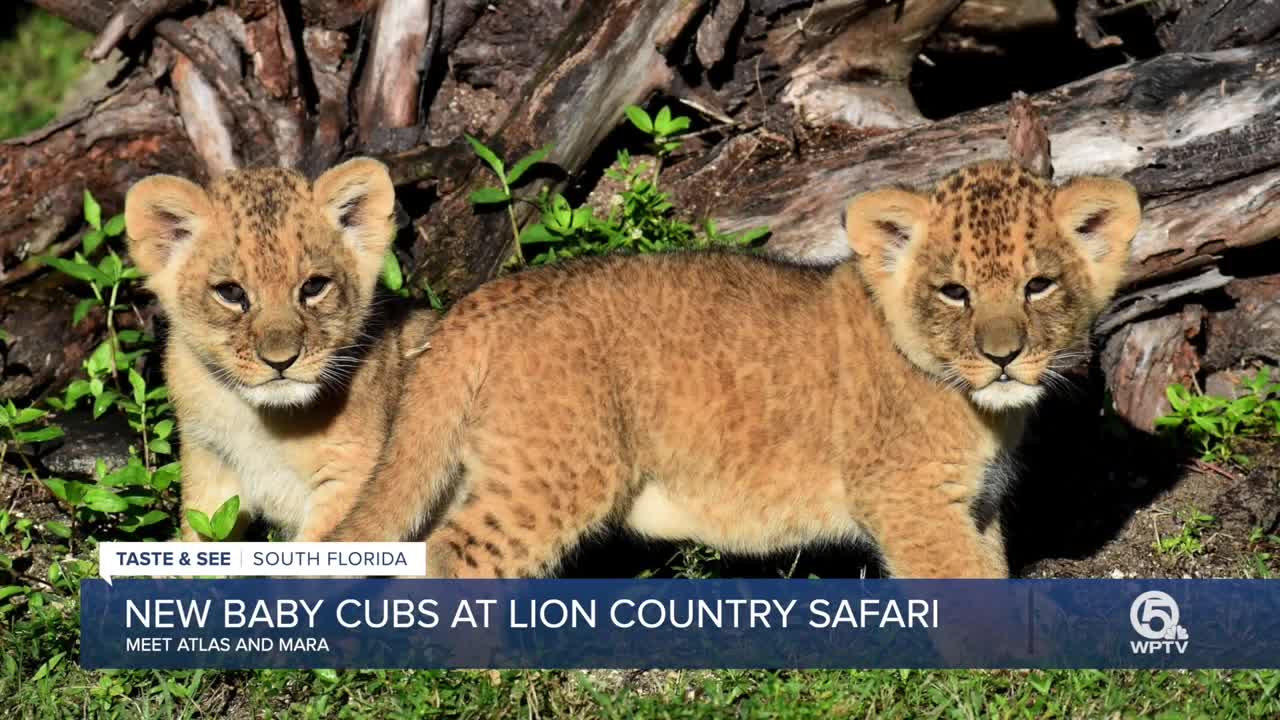 Lion Country Safari introduces new baby lion cubs