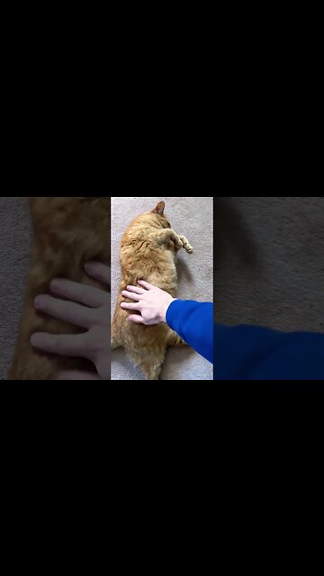 The Floofiest Cat in the World 🐈 #catvideos