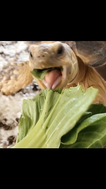 Tortoise doesn't eat lettuce, she attacks it!