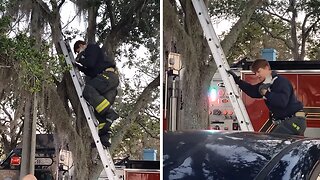 Firefighters rescue kitten stuck in a tree