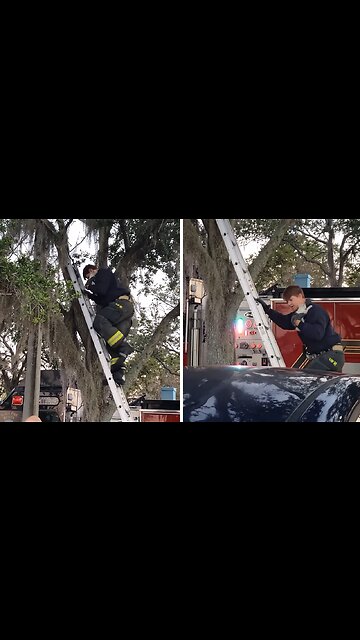 Firefighters rescue kitten stuck in a tree