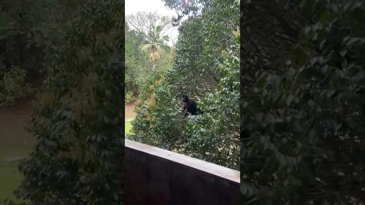 Macaco no Campus da UEL