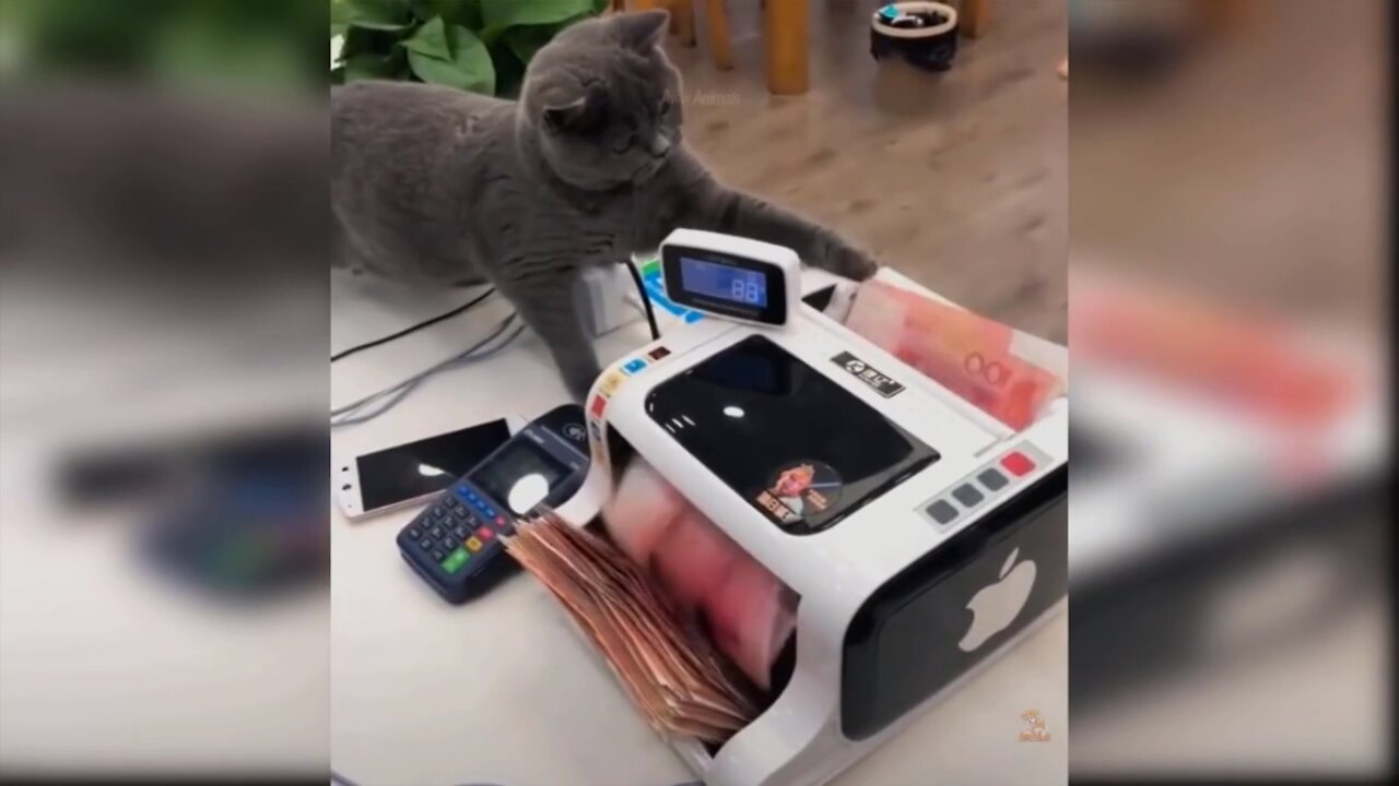 Cat Making Payment at ATM Machine - Cat Funny Videos