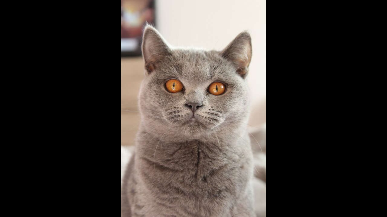 πΆπ± Funny Cat Reaction Videos - Try Not To Laugh π€£| Super Dog Funny video