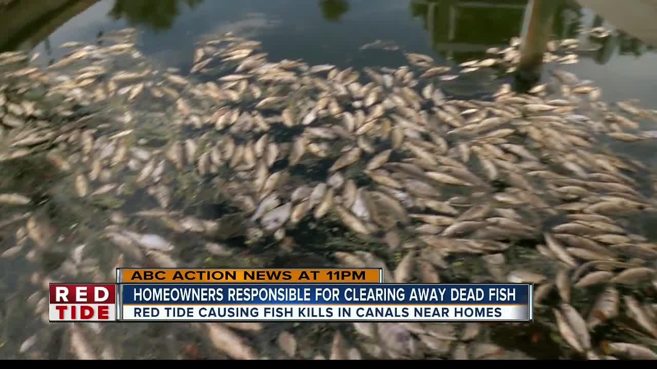 Homeowners tired of dead fish from red tide clogging Manatee County canals