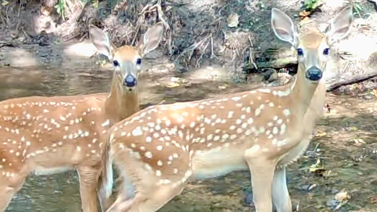 Two Fawns Walking in a Stream