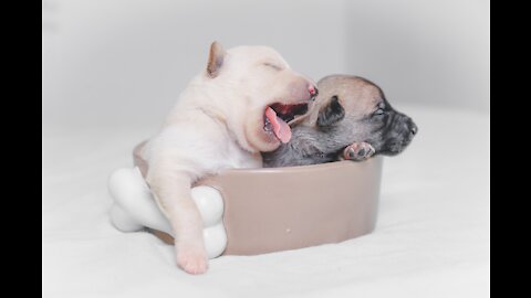 Cute Puppies, Cute Funny and Smart Dogs Compilation for kids 2021