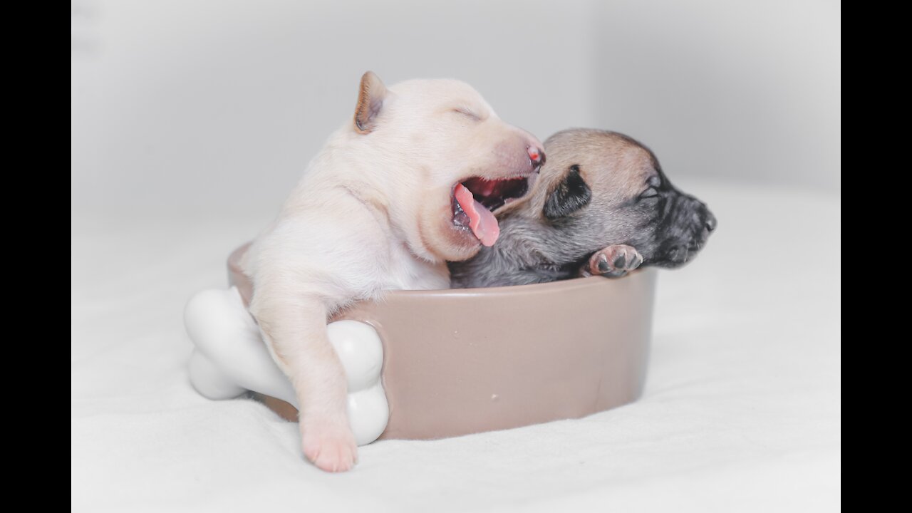 Cute Puppies, Cute Funny and Smart Dogs Compilation for kids 2021