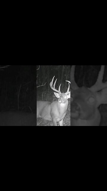 Sneaky Deer 🦌🦌🦌 #shorts #deerseason #deerhunting #whoteewho #viral #comedy #comedyvideo