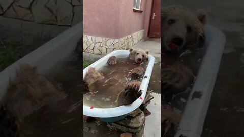 Bear Bath tiktok balu 164