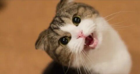 Cute and funny cat music rection