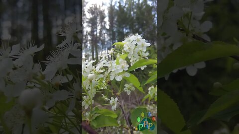 White tree blossoms in the sun.