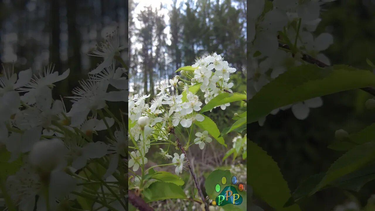 White tree blossoms in the sun.
