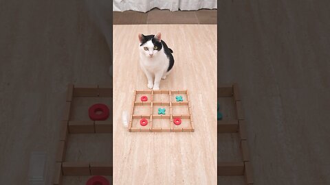 Cat and TIC TAC TOE 2024