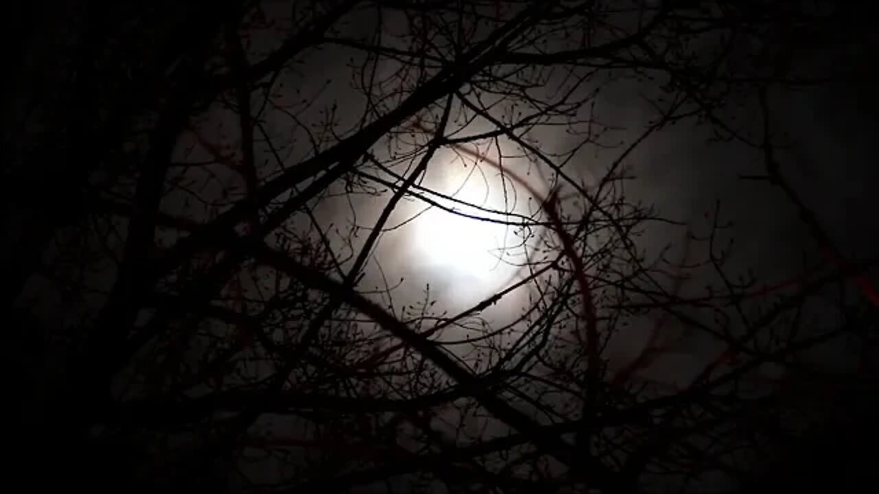 Sons da Floresta a noite - Meditação, concentração. Grilos e corujas