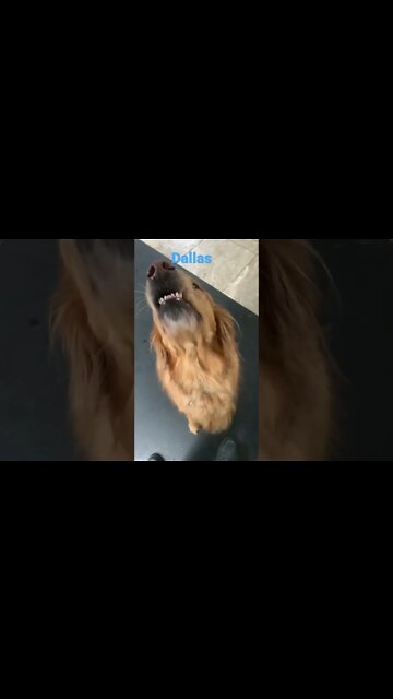 [Shorts 0098] DALLAS [#dogs #doggos #doggies #puppies #dogdaycare]
