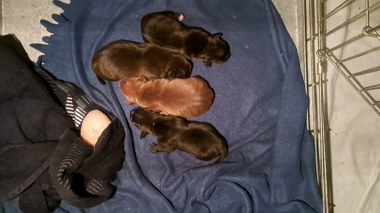 dogs sounds OBI2023 BABY PATTERDALE TERRIERS day 4: Irish bull&terrier BSL puppies pups puppy fell