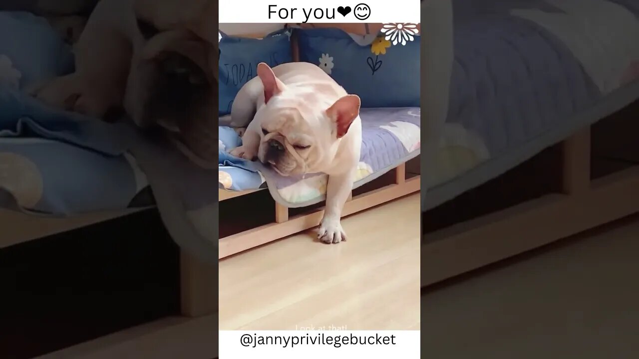 cute animals Shorts😍😋 #dogs #shorts #babypuppy #fypシ #fypシ゚viral #fyp #asmr #puppylovers