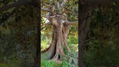 Majestic Moreton Bay Fig Tree at Shinn Park 🌳🌿 Calming Piano Music and Bird Chirping 🐦🎶