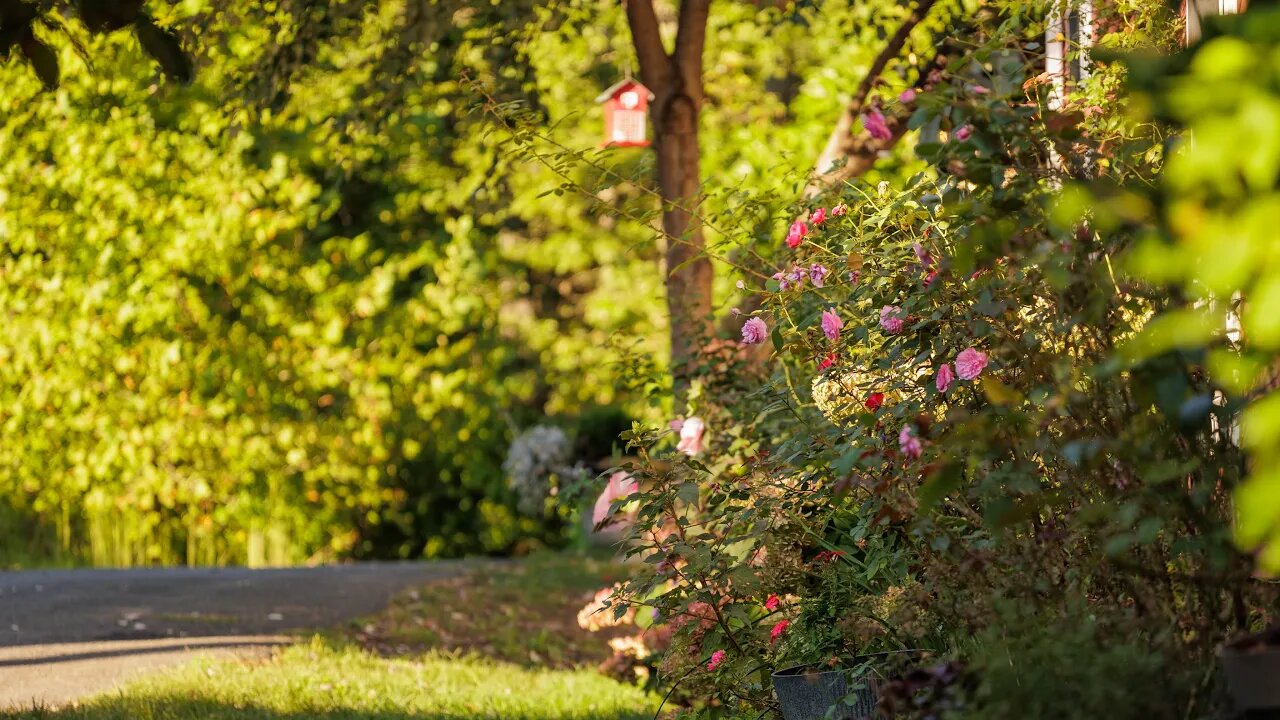 Side Garden Tour | Last Summer Garden Tour in This Home