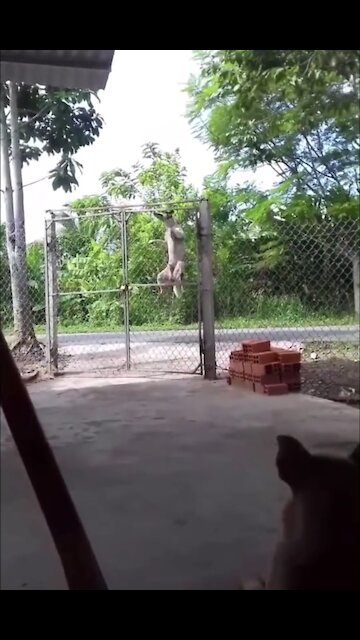 The dog hurdles to enter the house