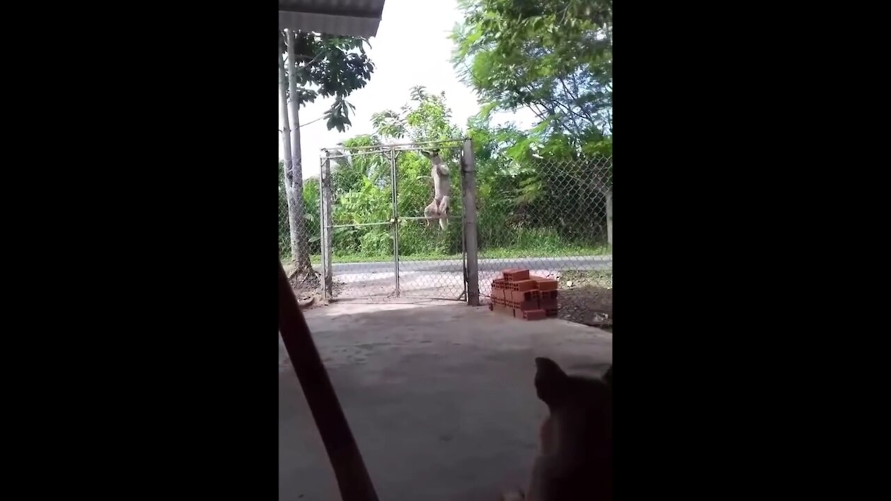 The dog hurdles to enter the house