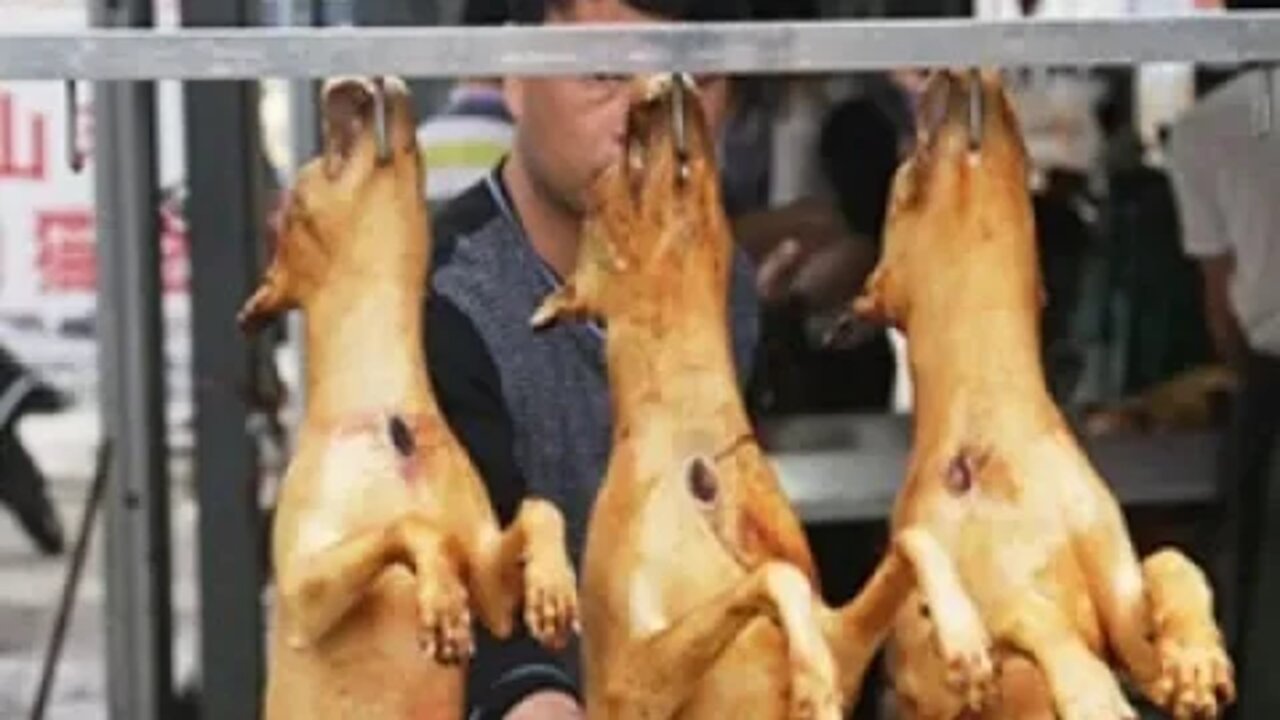 @ElonMusk, YulinDogFestival, Hypocrisy Pt?