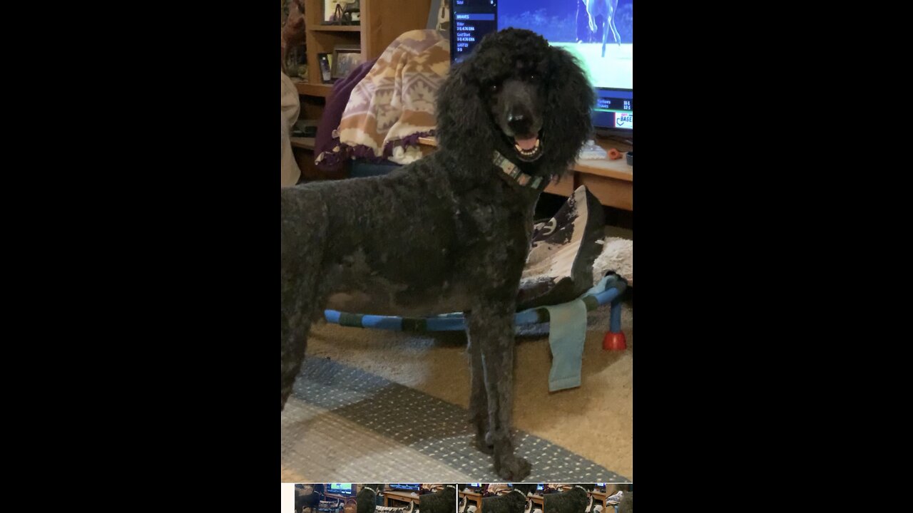 Poodle cheers on racers on TV!!!