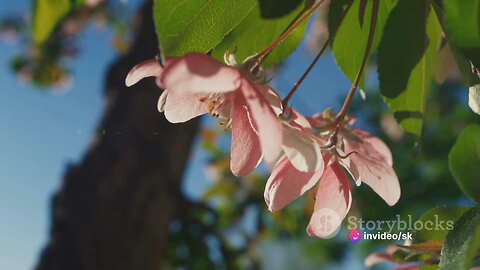 Park and flower 🌺