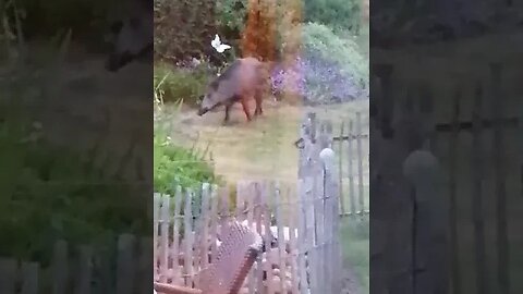Wilde zwijnen in de Belgische tuinen