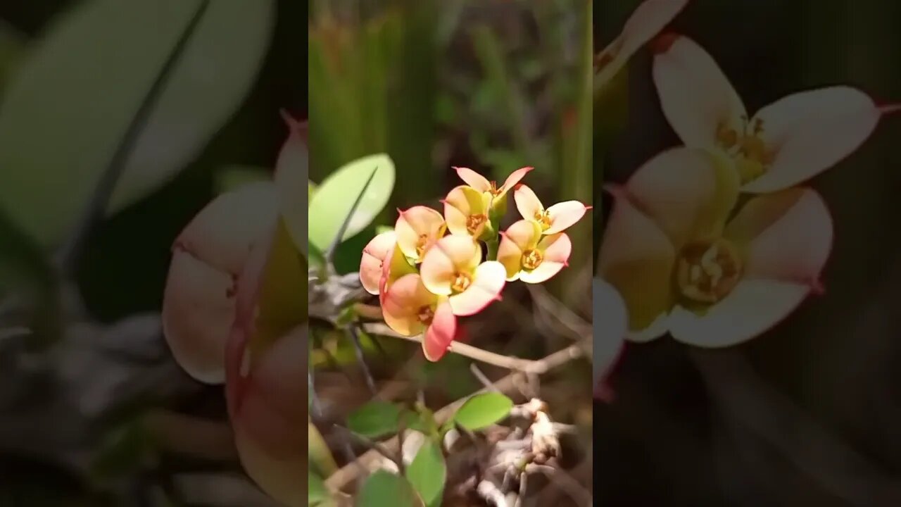 Beautiful Flora Looking 😍😍😍 #shorts #beautiful #flowers