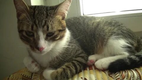 Kitten Becomes Sleepy