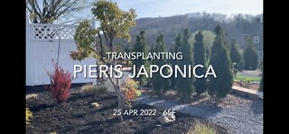 Transplanting Pieris japonica