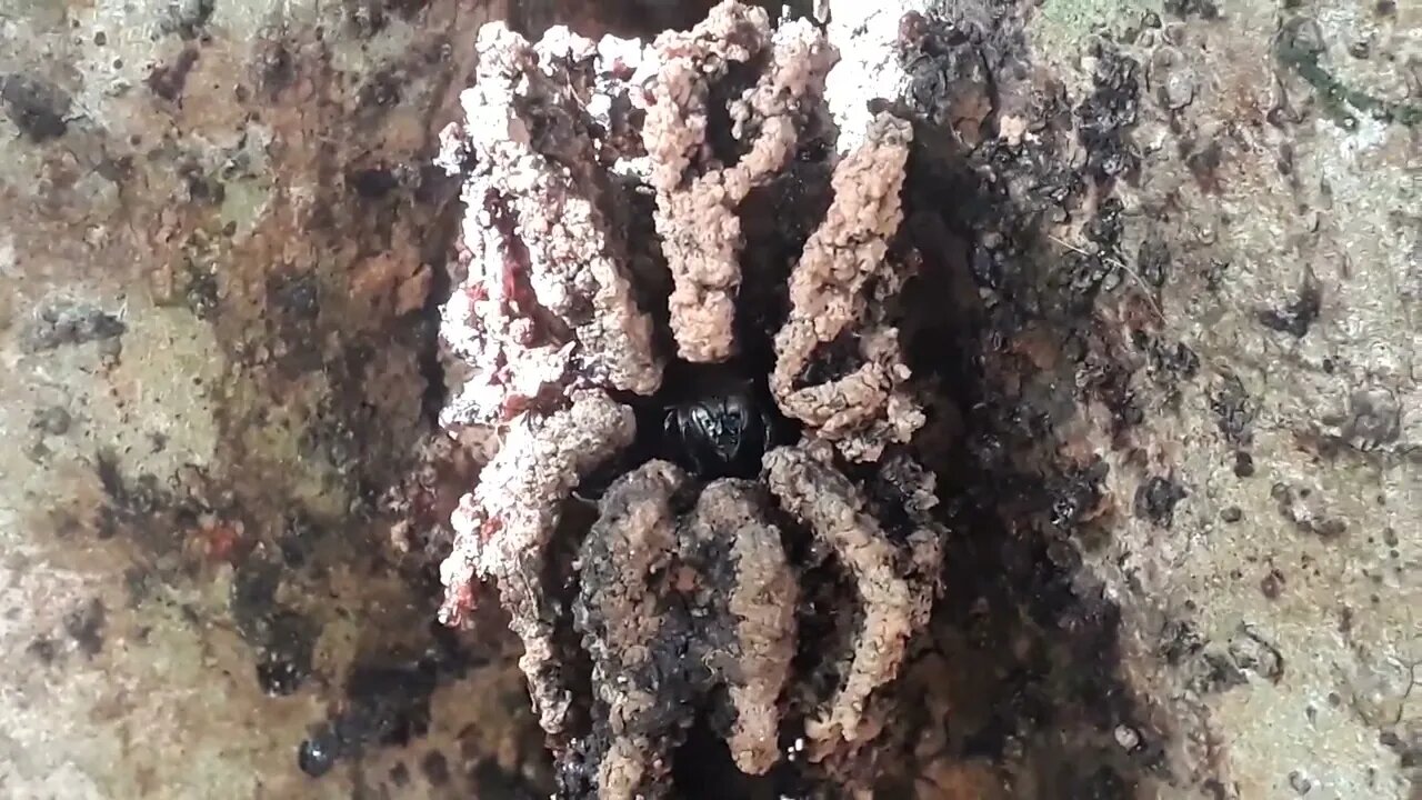 abelha mandaçaia colônia de Mandaçaia